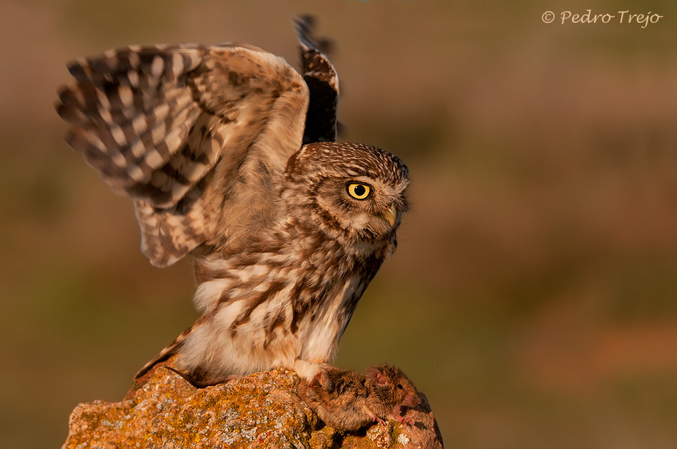 Mochuelo (Athene noctua)